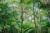 Floresta